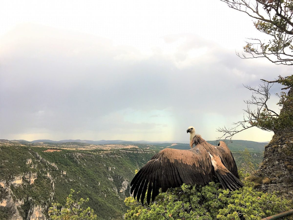 photo vautour aveyron