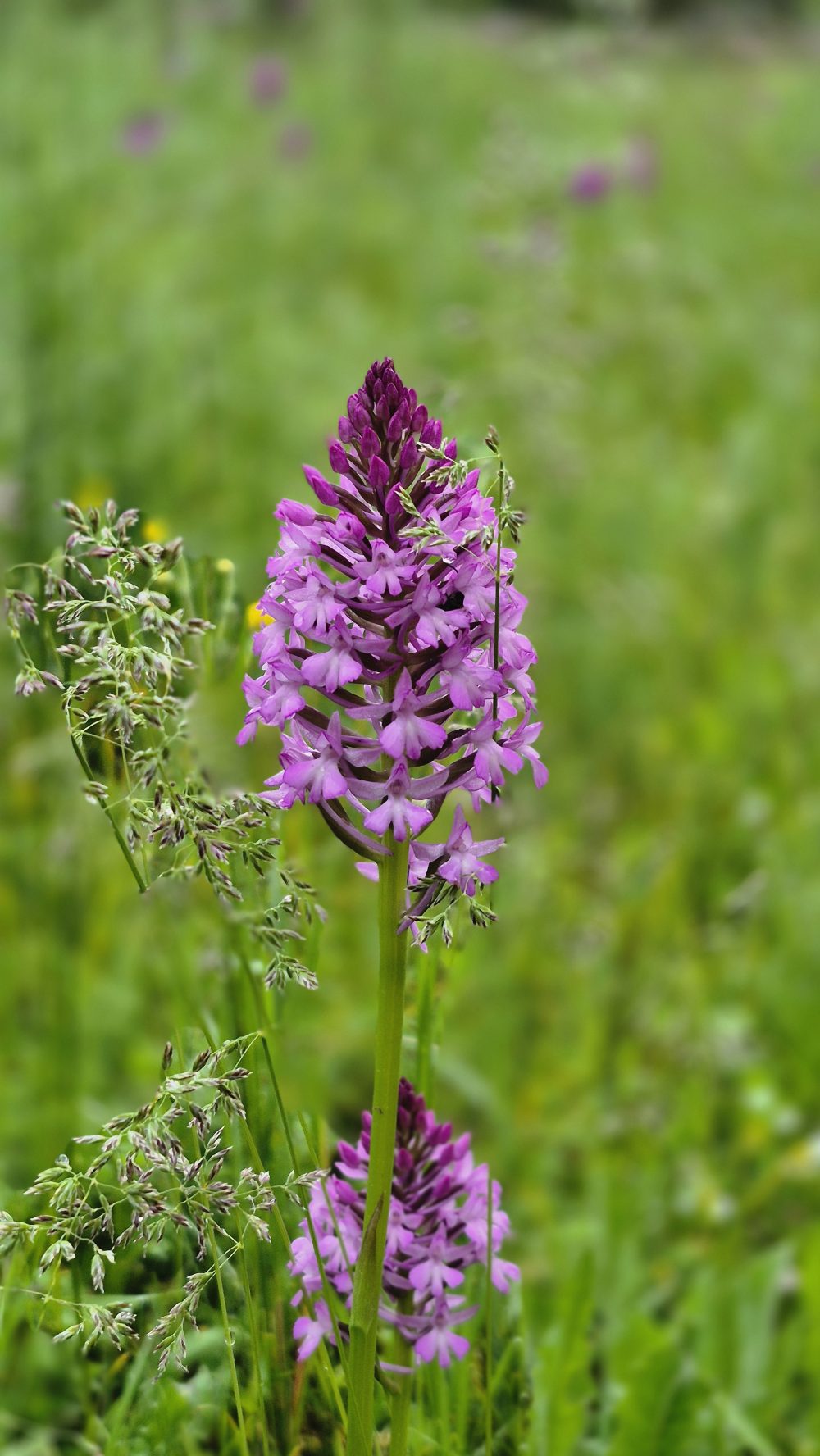fleur sauvage aveyron
