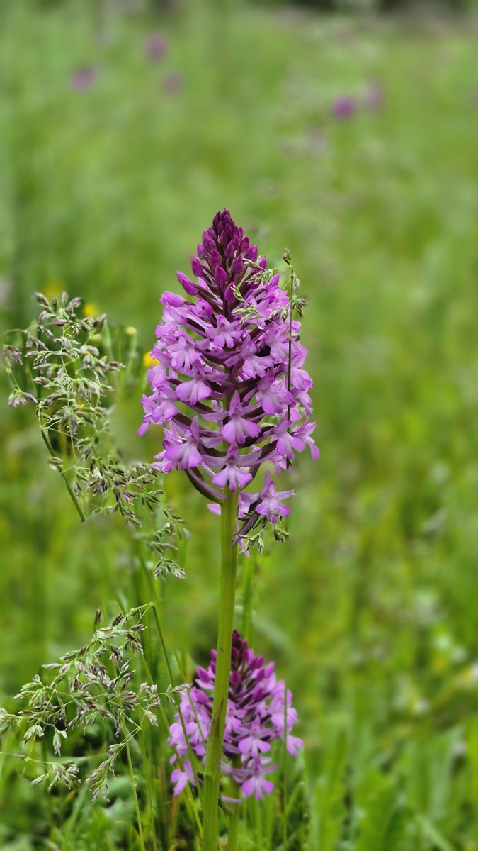 fleur sauvage aveyron